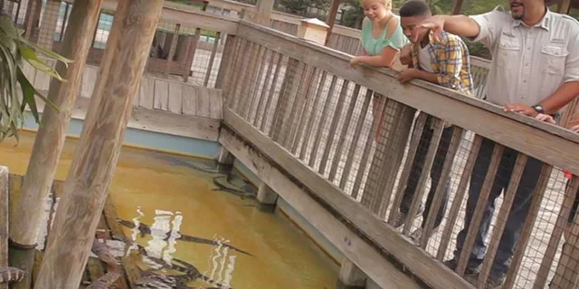 Orlando Gatorland Interactive Tour with Animal Trainer 2 hr - Image 2