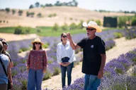 San Miguel Lavender Farm U-Pick Day Pass thumbnail 3