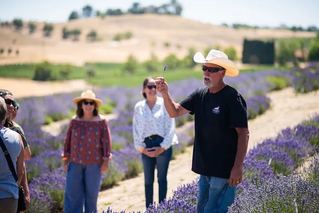 San Miguel Lavender Farm U-Pick Day Pass - Image 3