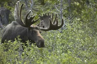 Yellowstone Wildlife Biologist Tour thumbnail 2