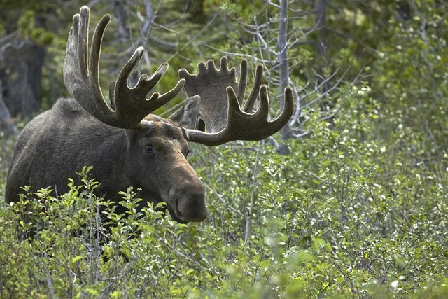 Yellowstone Wildlife Biologist Tour - Image 2
