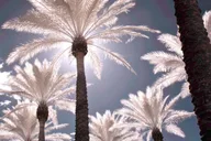 Phoenix Private Tour thumbnail 3
