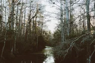 Miami Everglades and City Tour 8 hr thumbnail 6