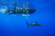 Haleiwa Ocean Adventure Dive thumbnail 3