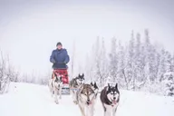 Fairbanks Dog Sledding Adventure thumbnail 1