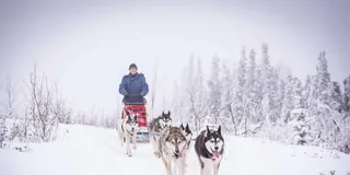 Fairbanks Dog Sledding Adventure