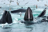 Boston Whale Watching Cruise by High-Speed Boat thumbnail 3