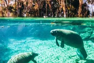 Crystal River Kayak and Swim Tour of Three Sisters Springs thumbnail 2