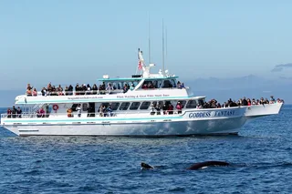 Monterey Bay Whale Watching Tour