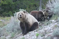 Jackson Hole Grand Teton National Park Guided Tour thumbnail 2