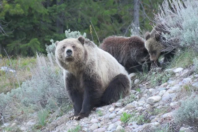 Jackson Hole Grand Teton National Park Guided Tour - Image 2