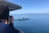Icy Strait Point Whale Watching and Bear Search thumbnail 2