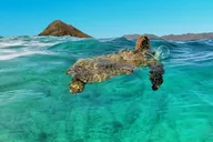 Kailua Guided Kayaking Excursion Oahu 2 hr thumbnail 3