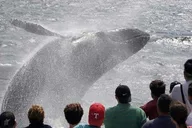 Gloucester Whale Watching Tour thumbnail 1