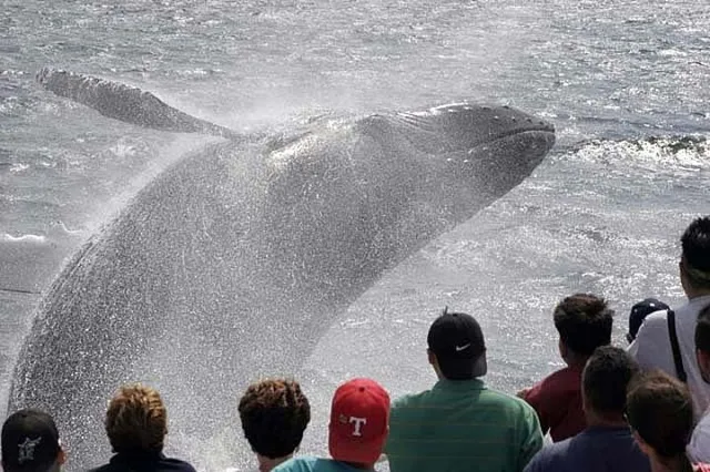 Gloucester Whale Watching Tour - Image 1