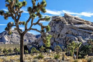 San Diego Joshua Tree National Park Day Trip