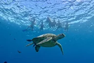 Oahu Turtle Snorkel Tour thumbnail 3