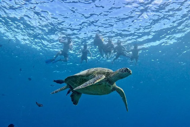 Oahu Turtle Snorkel Tour - Image 3