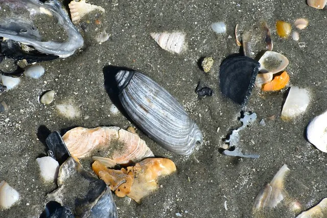 Charleston Fossil Excursion with Local Guide - Image 4
