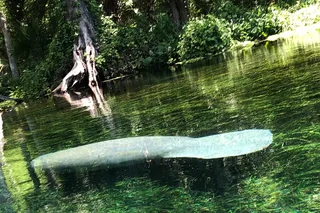 Silver Springs Clear Canoeing Wildlife Adventure