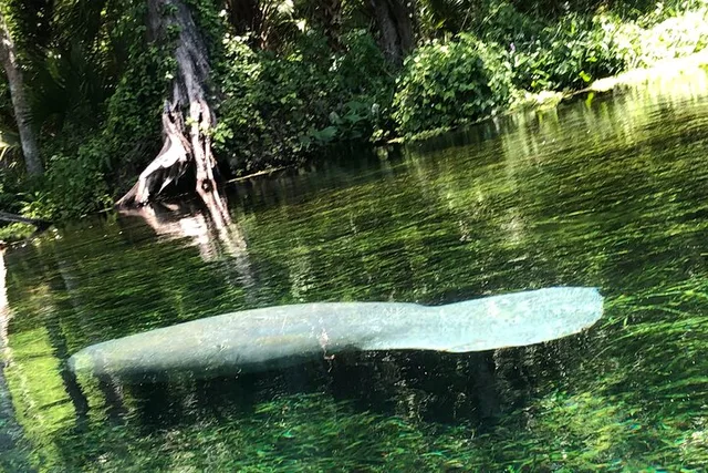 Silver Springs Clear Canoeing Wildlife Adventure - Image 1