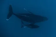 Kona Whale Watching Tour thumbnail 6