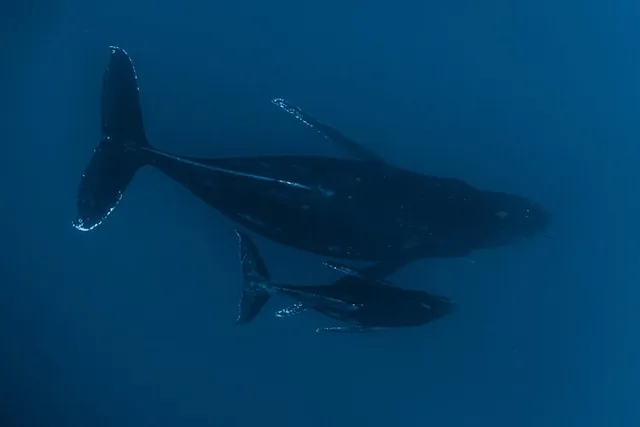 Kona Whale Watching Tour - Image 6