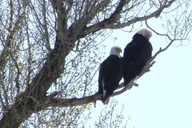 Jackson Snake River Fishing Trip thumbnail 3