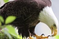 Ketchikan Potlatch Park and Wildlife Van Tour 2.5 hr thumbnail 6