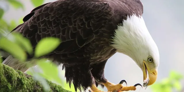 Ketchikan Potlatch Park and Wildlife Van Tour 2.5 hr - Image 6