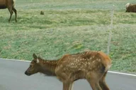 Estes Park Elk Viewing Tour at Sunset thumbnail 5