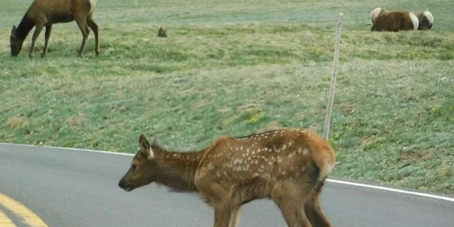Estes Park Rocky Mountain Safari Tour 3 hr - Image 6