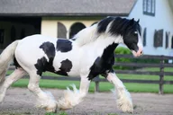 Ocala Gypsy Gold Horse Farm Walking Tour thumbnail 4
