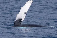 Kona Whale Watching Super-Raft Tour 2.5 hr thumbnail 2