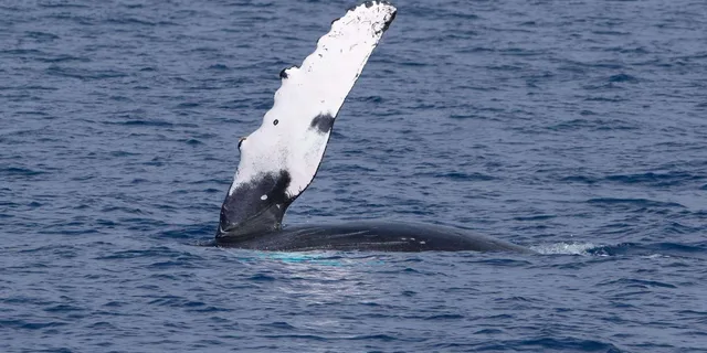 Kona Whale Watching Super-Raft Tour 2.5 hr - Image 2