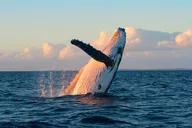 Kona Catamaran Whale Watch thumbnail 2