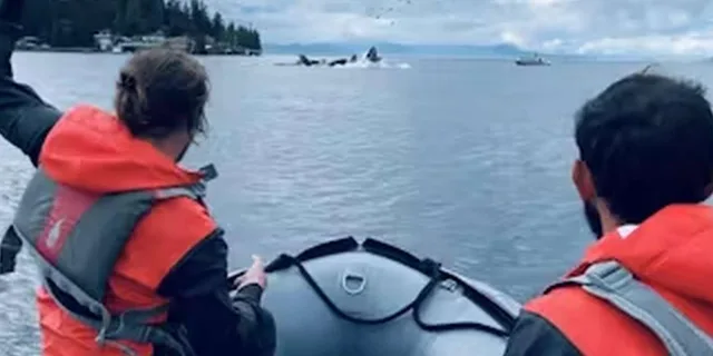 Ketchikan Zodiac Boat Adventure - Image 3