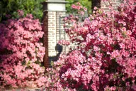 Charleston Boone Hall Plantation Tour with Transfers thumbnail 3