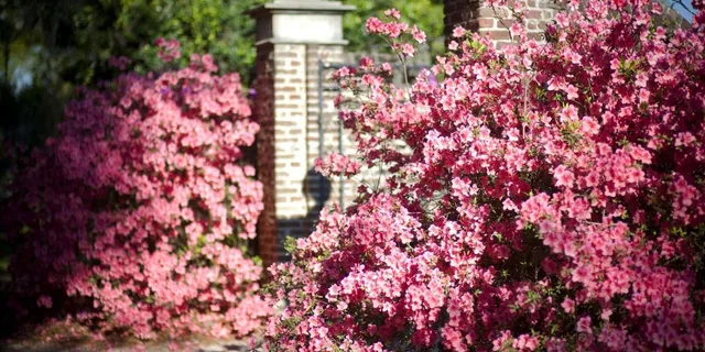 Charleston Boone Hall Plantation Tour with Transfers - Image 3