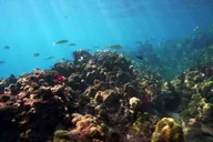 Maui Flotation Therapy Equipment Rental thumbnail 3