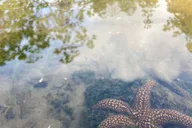 Marco Island Mangrove Kayak Tour 2 hr thumbnail 6