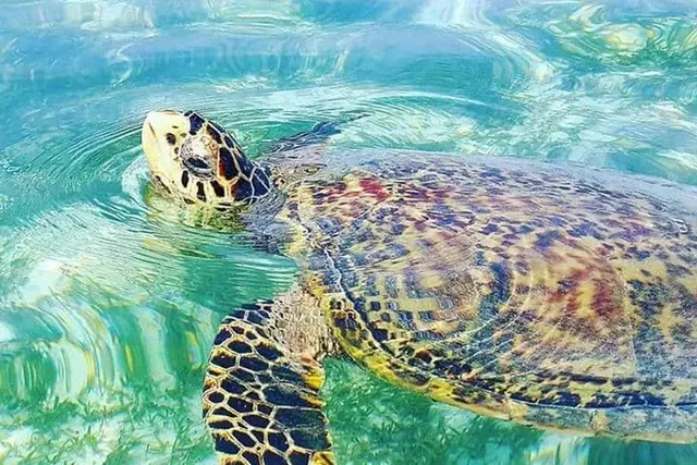 Waikiki Turtle Canyon Snorkeling Tour - Image 2