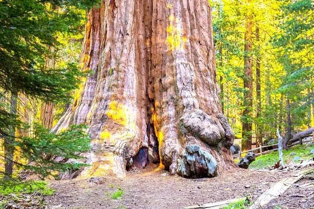 Sequoia Park Private Tour - Image 3