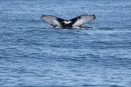 Cape May Whale and Dolphin Watching Cruise thumbnail 4
