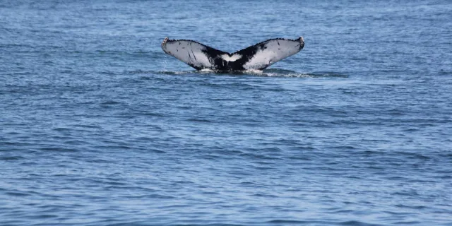 Cape May Whale and Dolphin Watching Cruise - Image 4