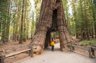 Yosemite Giant Sequoia Grove Hike