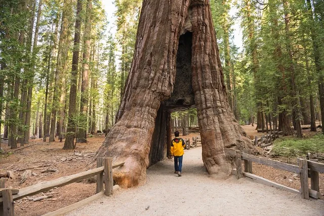 Yosemite Giant Sequoia Grove Hike - Image 1
