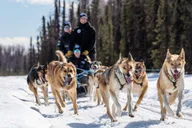 Anchorage Dog Sled Ride in Willow thumbnail 2