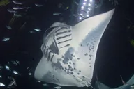 Kona Manta Ray Snorkeling Tour at Sunset thumbnail 4