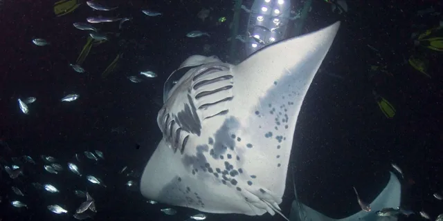 Kona Manta Ray Snorkeling Tour at Sunset - Image 4